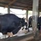 Ini Dia Sapi Kurban Raksasa Berbobot 900 Kg, Dimiliki oleh Peternak Metro dan Akan Dibeli oleh Presiden Jokowi untuk Disembelih di Mesuji