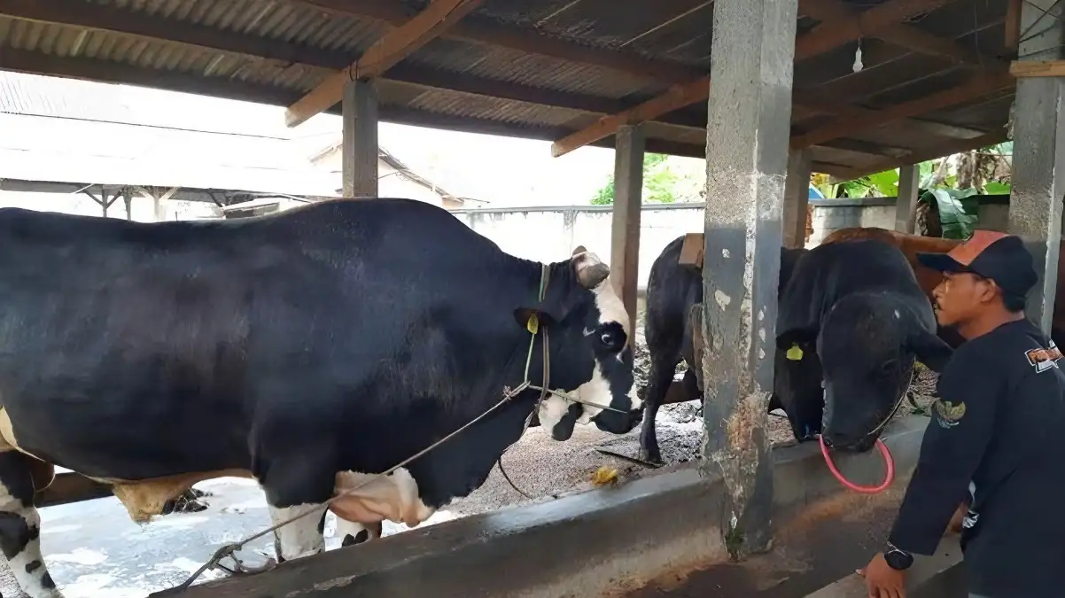 Ini Dia Sapi Kurban Raksasa Berbobot 900 Kg, Dimiliki oleh Peternak Metro dan Akan Dibeli oleh Presiden Jokowi untuk Disembelih di Mesuji