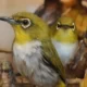Dikirim ke Banten, Balai Karantina Tangkap Penyelundup Ribuan Satwa Burung Ilegal Asal Way Kanan di Bakauheni