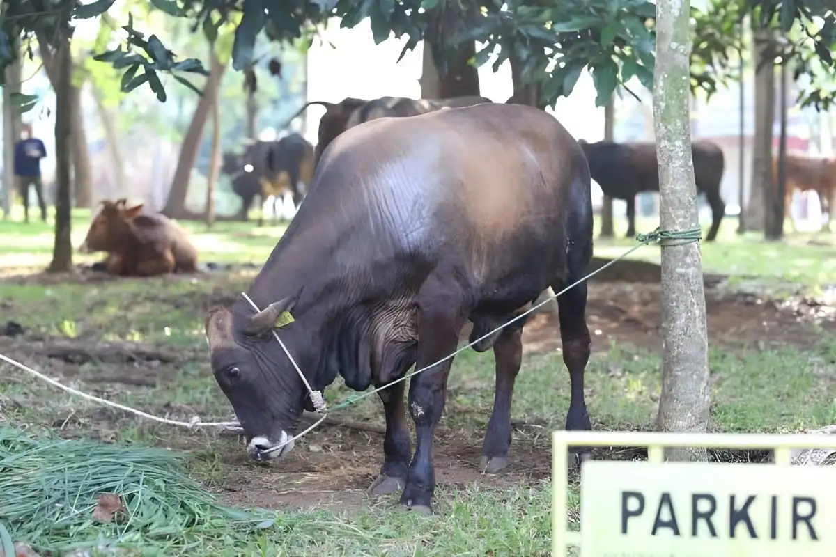 Ini Dia Persembahan Iduladha 2023 dari Civitas Academica Unila 32 Sapi dan 9 Kambing Dikorbankan