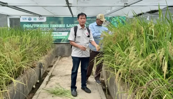 Kajian Dosen Polinela: Padi Organik Menggunakan Limbah Jerami dan Azolla Menghadapi Tantangan Perubahan Iklim