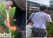 Studi Mendalam Dosen Polinela: Kajian Kinerja BIOSAKA dalam Peningkatan Produksi Jagung Manis