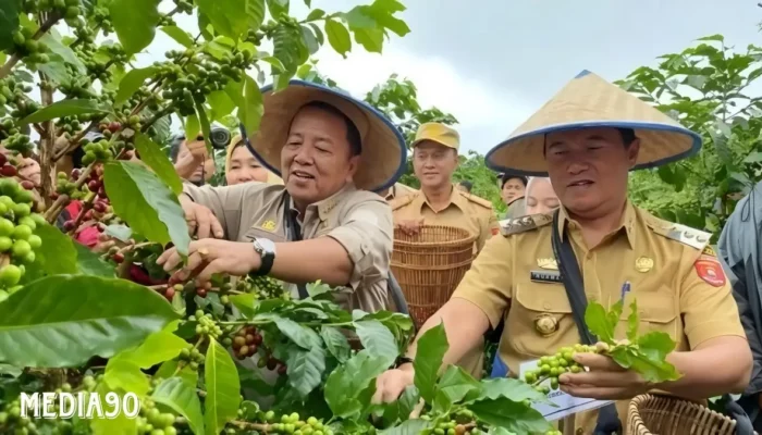 Sukses Berkebun Kopi Arabika di Lampung Barat dengan Inovatif: Metode Tanam Pagar Menjadi Kunci
