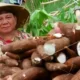 Prabowo Ingin Olah Singkong dan Tebu Jadi Bensin, Begini Tanggapan Badan Riset dan Inovasi Nasional