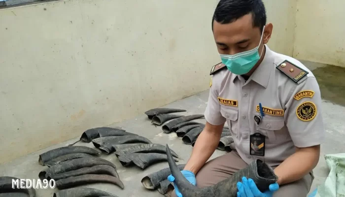 Balai Karantina Lampung Gagalkan Penyelundupan 70 Tanduk Kerbau Ilegal ke Tangerang di Bakauheni