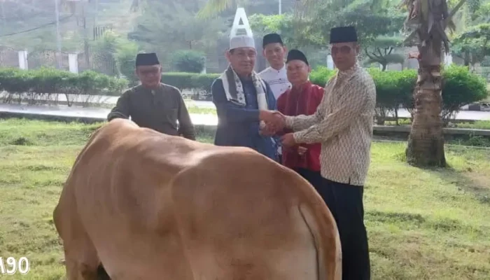 Kebajikan Lebaran: Pemkab Lampung Selatan Bagikan 39 Sapi dan Dua Kambing kepada Masyarakat