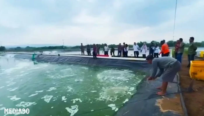 Bantuan Rp2,1 Miliar Gagal Selamatkan Budidaya Udang Vaname Lampung Timur dari Serangan White Spot