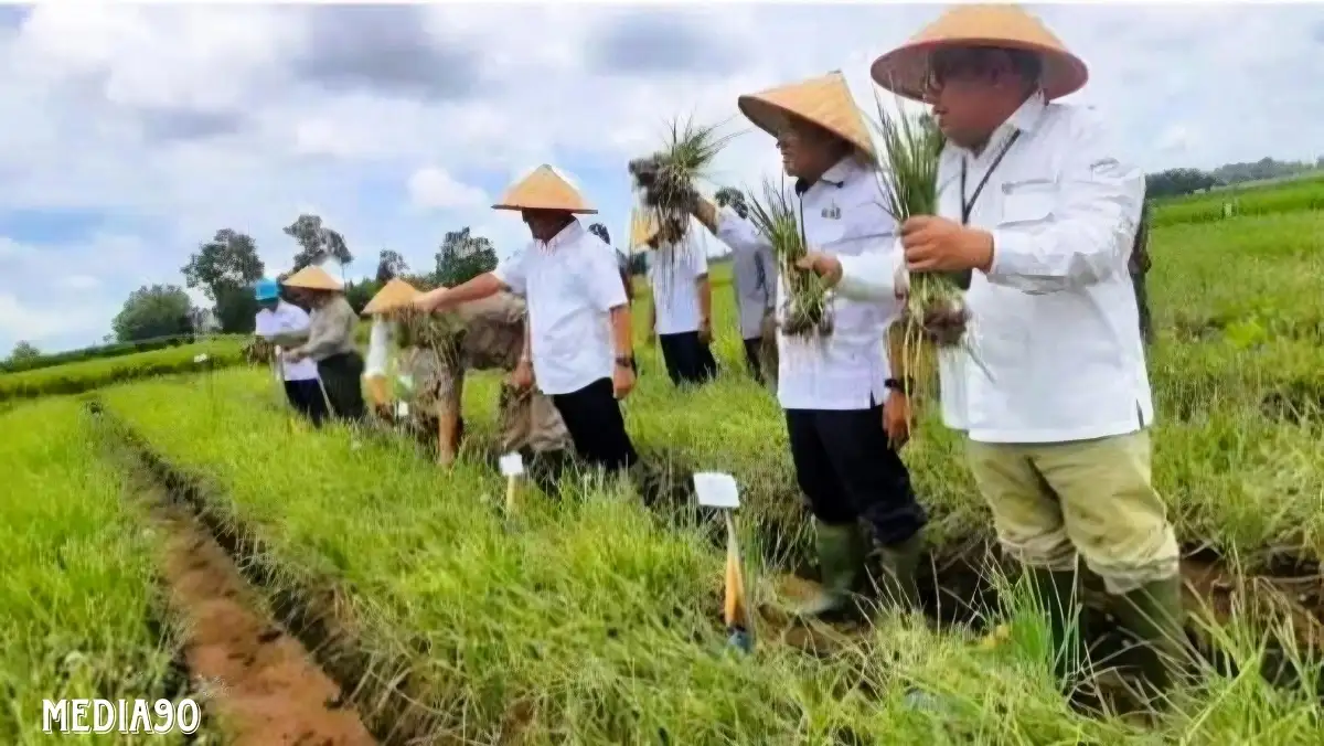 Tak Ingin Bergantung Brebes, Lampung Kembangkan Sentra Bawang Merah di Lampung Selatan, Pringsewu, dan Tanggamus