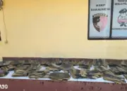 Penyelundupan Ratusan Kulit Piton Ilegal Digagalkan di Pelabuhan Bakauheni, Barang Dikirim ke Tangerang