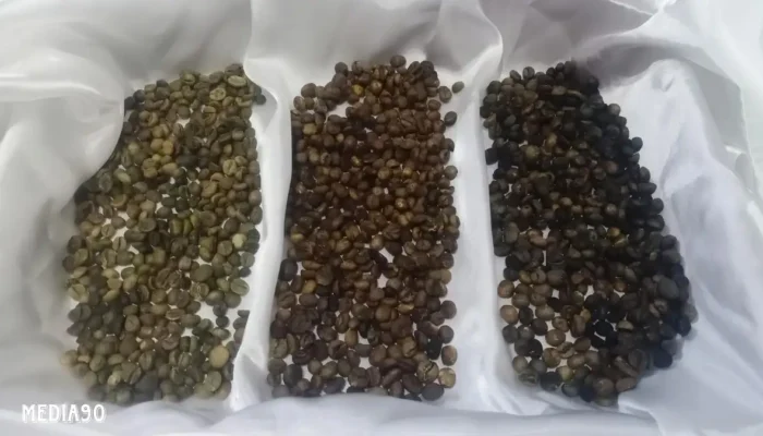 Penelitian Dosen Polinela: Germinasi Biji Kopi Robusta Lampung untuk Meningkatkan Kualitas dan Rasa