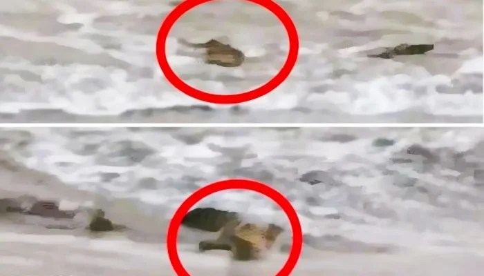 Warga Diimbau Waspada, Lima Buaya Muncul di Pantai Pekon Penyandingan Tanggamus