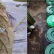Polinela Temukan Insektisida Nabati Efektif Kendalikan Hama Kutu Kebul pada Tomat