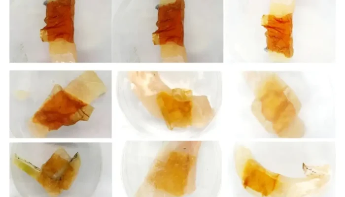 Dosen Polinela Ciptakan Edible Film Biosensor Berbahan Ekstrak Antosianin untuk Deteksi Kesegaran Ikan Gurame