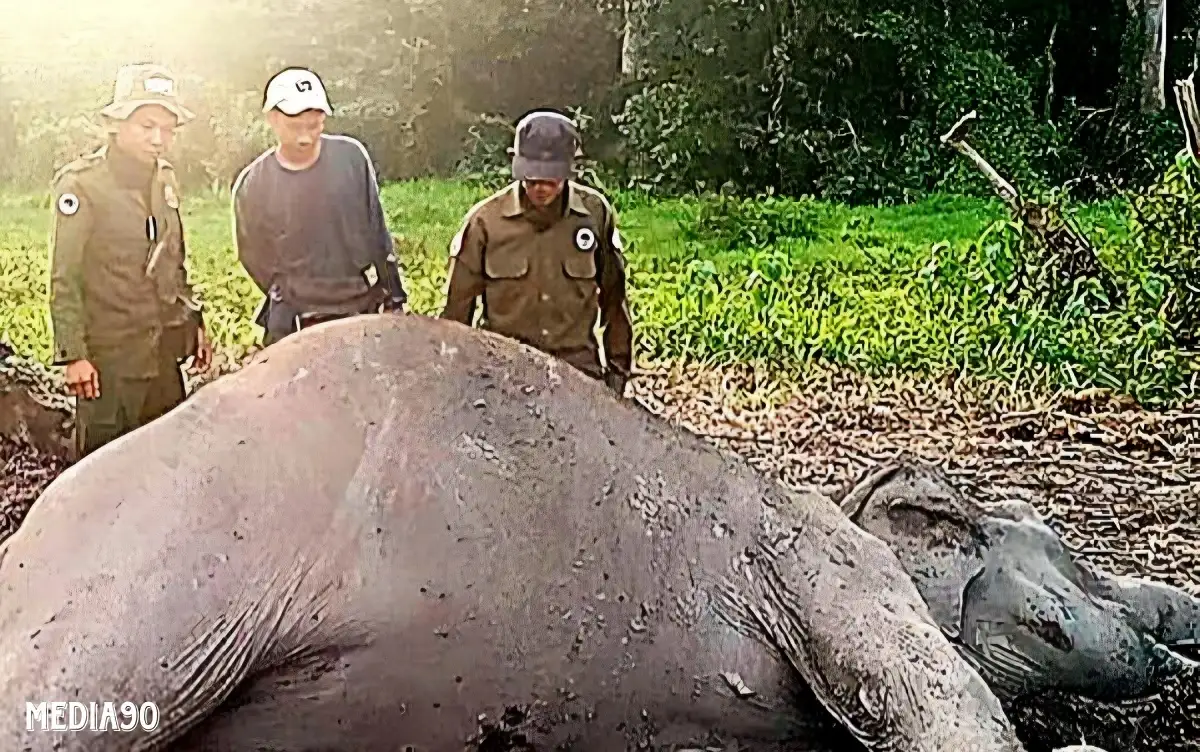 Gajah Liar Dewasa Ditemukan Mati di TNWK Toto Projo Lampung Timur, Penyebab Kematian Masih Diselidiki