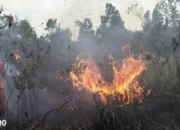 Tragedi Kebakaran di Way Kambas: 350 Hektar Lahan Hangus, Trenggiling Ditemukan Tewas