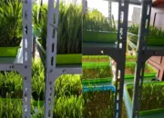 Dosen Polinela Kembangkan Hidroponik Fodder Jagung, Solusi Pakan Ternak Cepat dan Efisien di Perkotaan