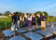 Tim Dosen Polinela TPTH Teliti Potensi Bawang Putih Tumbuh di Dataran Rendah
