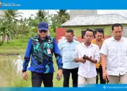 Padi Biosalin Ubah Lahan Bekas Tambak Jadi Sawah Produktif, Inovasi Hijau dari Lampung Selatan