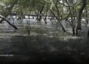 Sedekah Pohon LindungiHutan Ajak Masyarakat Pulihkan Ekosistem Pesisir Surabaya