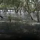 Pulihkan Ekosistem Pesisir Surabaya, Sedekah Pohon LindungiHutan Ajak Masyarakat Bergerak