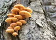 Temuan Mengejutkan: Jamur Shiitake Bisa Jadi Chip Komputer Ramah Lingkungan