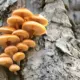 Terobosan Teknologi: Jamur Shiitake Kini Bisa Jadi Pengganti Chip Komputer