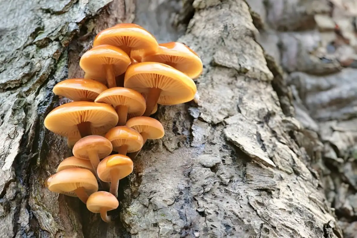 Terobosan Teknologi: Jamur Shiitake Kini Bisa Jadi Pengganti Chip Komputer
