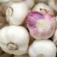 Begini Cara Tepat Konsumsi Bawang Putih untuk Menjaga Kesehatan