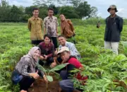 Polinela Tanam Pisang Kultur Jaringan di Tanggamus, Dorong Produksi Unggul dan Berkelanjutan