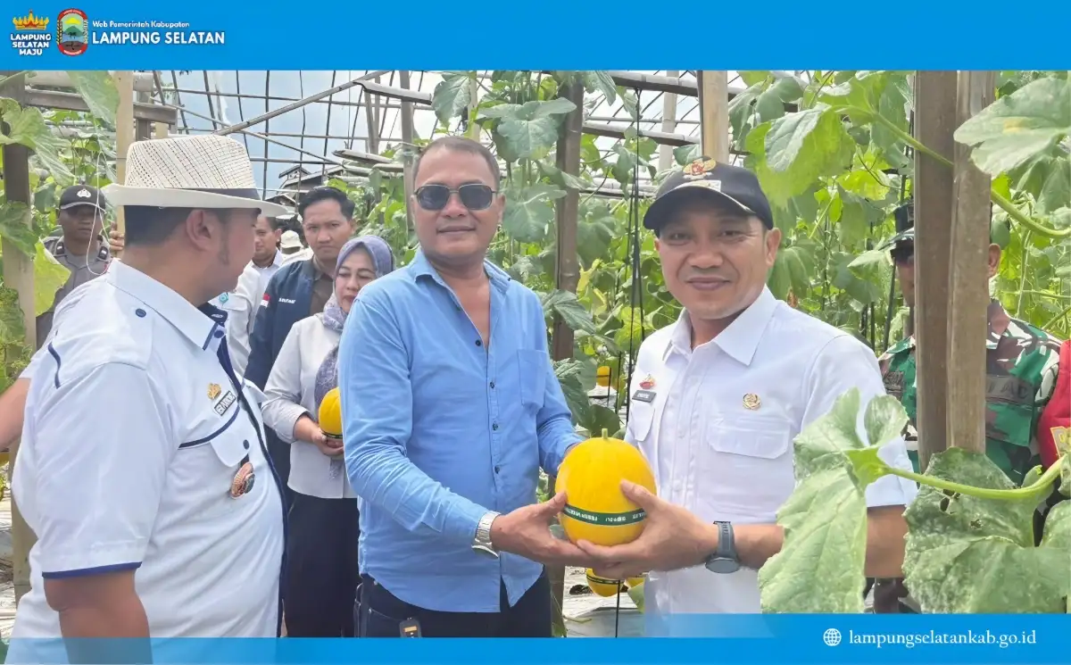 Wakil Bupati Lampung Selatan Dorong Desa Terapkan Pertanian Cerdas saat Panen Melon di Tanjung Bintang