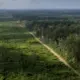 Hutan Indonesia Terus Berkurang, Risiko Bencana Alam Semakin Mengancam