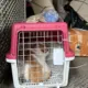 Layanan Pengiriman Hewan Peliharaan KAI Logistik Meningkat, Jawaban Mudik dan Libur Nataru Bersama Anabul