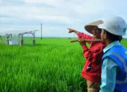 Smart Farming PLN Bangkitkan Kesejahteraan Petani Trimomukti
