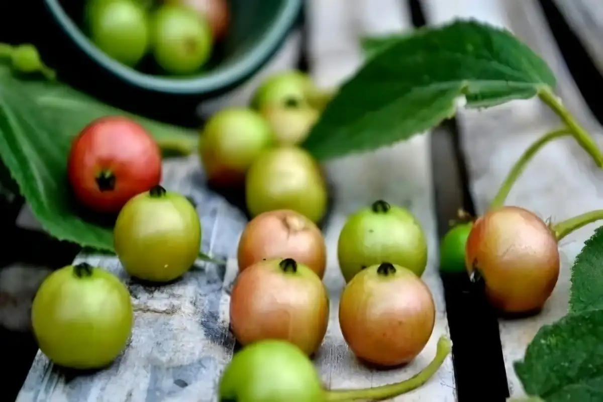 10 Khasiat Buah Ceri untuk Kesehatan, Salah Satunya Bantu Turunkan Tekanan Darah