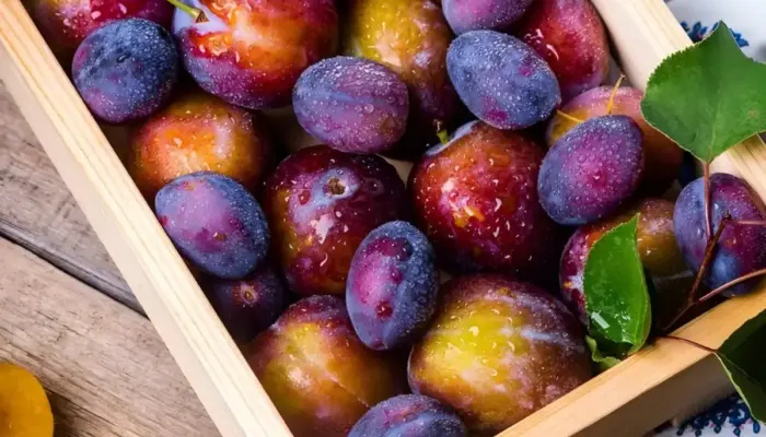 Beragam Manfaat Buah Plum bagi Kesehatan Tubuh