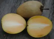 7 Manfaat Buah Sawo bagi Kesehatan Tubuh