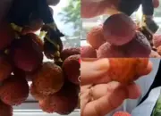 Dikira Leci, Wanita Ini Kaget Beli Rambutan “Gundul” Rp50 Ribu di Lampu Merah Purwakarta