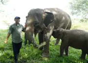 Gubernur Lampung Dorong Penanganan Terpadu Konflik Gajah dan Manusia di Way Kambas