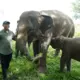 Gubernur Lampung Usulkan Pembangunan Batas Permanen untuk Atasi Konflik Gajah–Manusia di Way Kambas