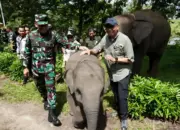 Konflik Gajah Liar di Way Kambas Menuju Solusi, Pagar Permanen dan Keterlibatan TNI Disiapkan