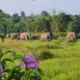 Pemprov Lampung Percepat Mitigasi Konflik Gajah di Way Kambas, Pembangunan Tanggul Digenjot