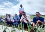 Polinela Kembangkan Galur Ubi Jalar Unggul Polinela-1 dan Polinela-2, Hasil Riset Bertahun-Tahun