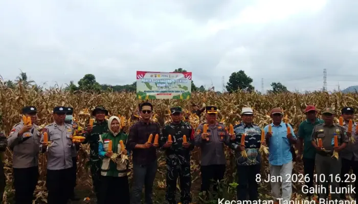 Dukung Ketahanan Pangan Nasional, Polsek Tanjung Bintang Panen Raya Jagung di Galih Lunik