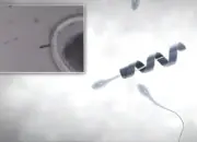 Spermbot, Robot Mikro yang Bantu Sperma Lemah Capai Sel Telur Tanpa IVF