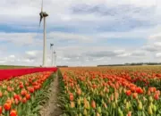 Peluang Beasiswa S2 di Belanda: VU Amsterdam Tanggung Biaya Kuliah Penuh