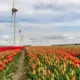 Beasiswa VU Amsterdam untuk S2: Biaya Kuliah Ditanggung, Begini Cara Mendapatkannya