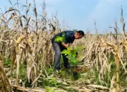 KONI Lampung Tanam 400 Bibit Pohon, Dorong Sport Ecotourism di Kotabaru
