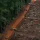 Pakar IPB Soroti Deforestasi Tingkatkan Ancaman Penyakit dan Ganggu Keseimbangan Ekosistem Hutan