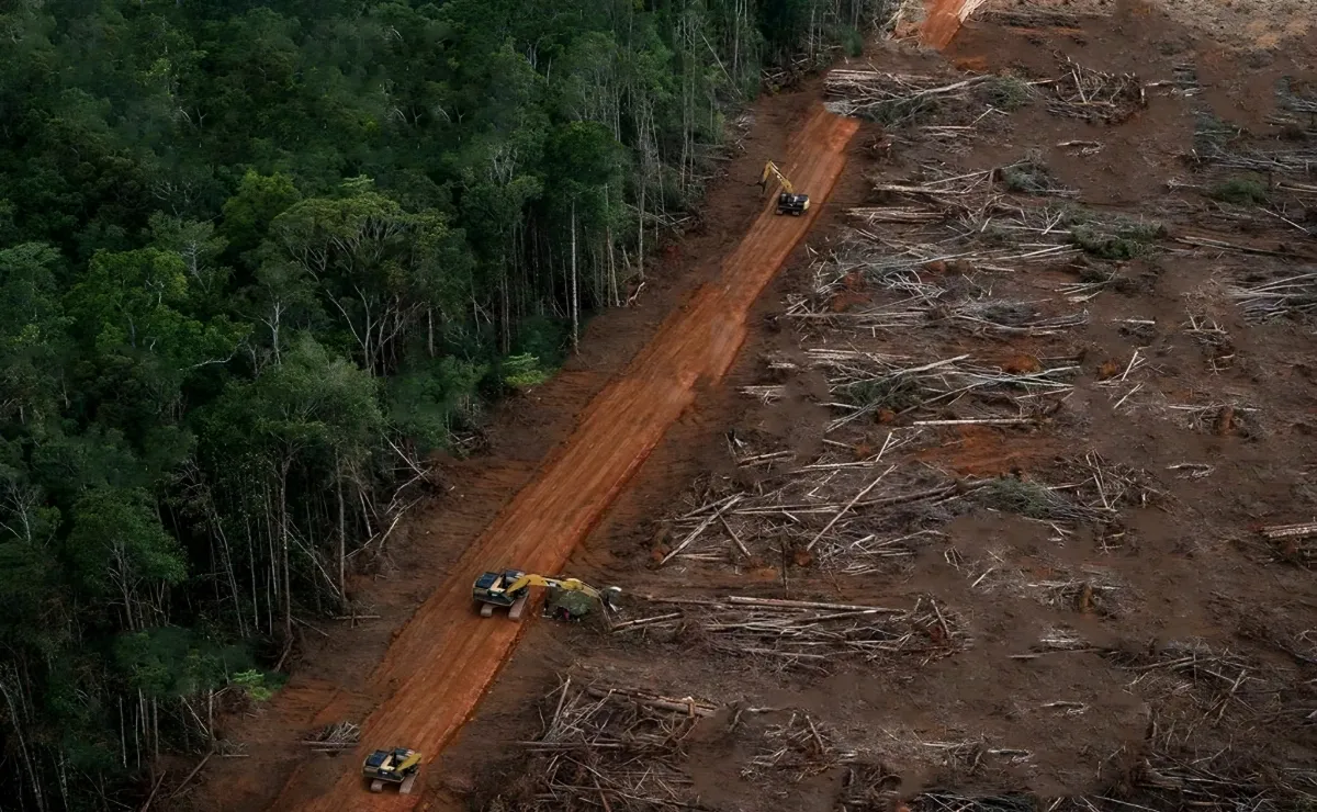 Pakar IPB Soroti Deforestasi Tingkatkan Ancaman Penyakit dan Ganggu Keseimbangan Ekosistem Hutan