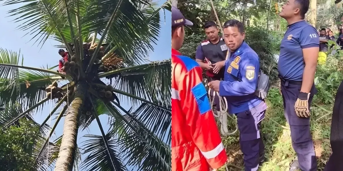 Tragedi di Pohon Kelapa: Pencari Janur Ditemukan Tak Bernyawa Diduga Serangan Jantung